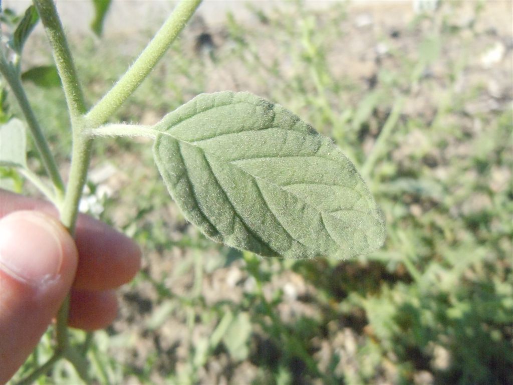 Heliotropium europaeum